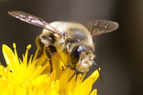Réf. 236 252 : Megachile lagopoda